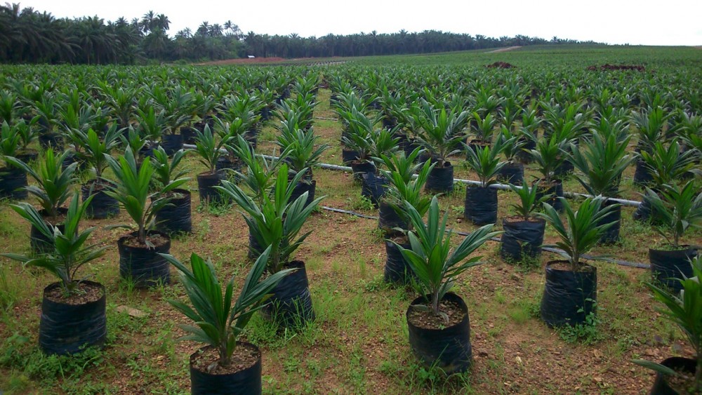 oil palm nursery